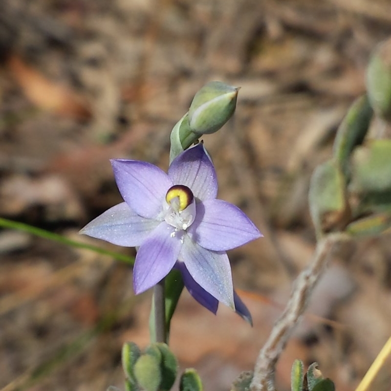 Thelymitra brevifolia