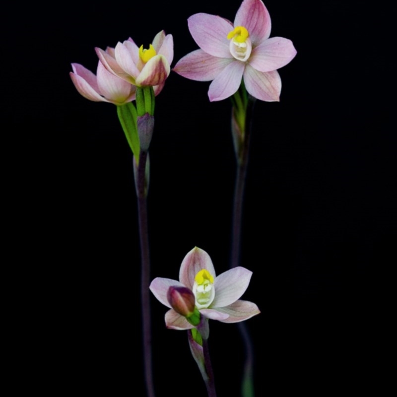 Thelymitra carnea