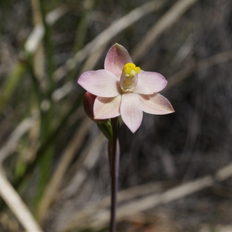 Thelymitra carnea