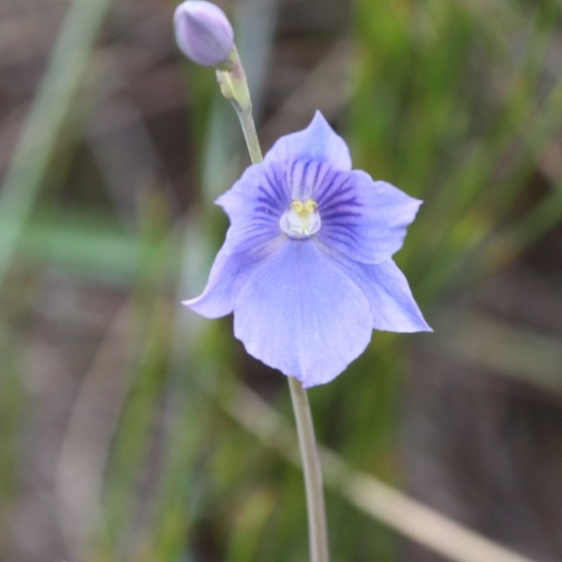 Thelymitra cyanea