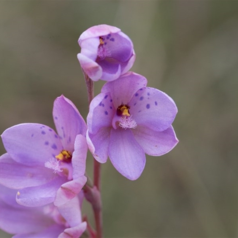 Thelymitra ixioides