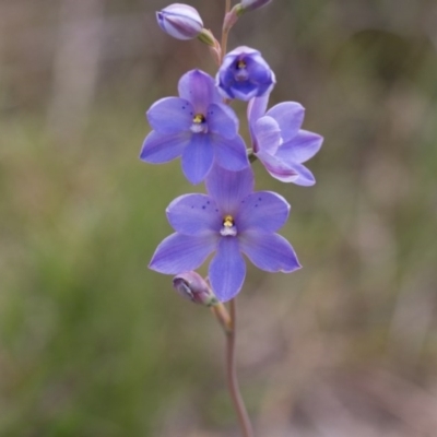 Thelymitra ixioides