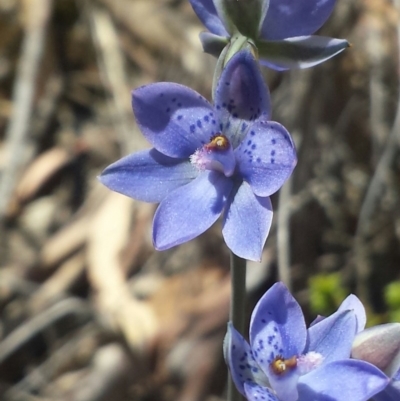 Thelymitra juncifolia