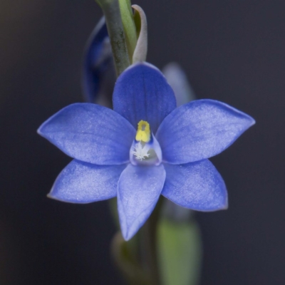 Thelymitra longiloba