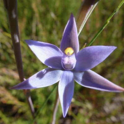 Thelymitra malvina