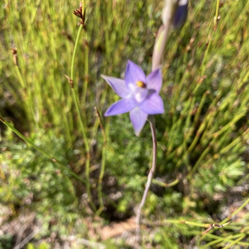 Thelymitra malvina