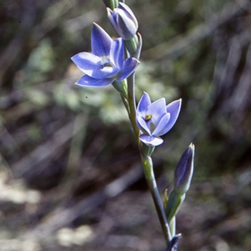 Thelymitra media var. media