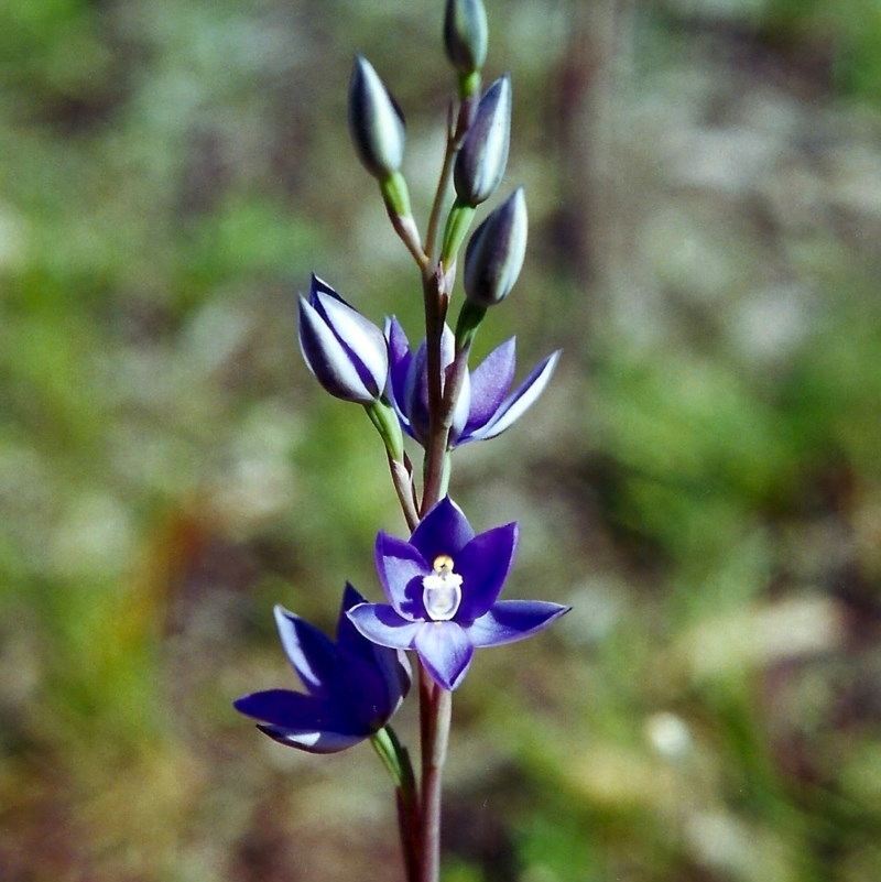 Thelymitra nuda