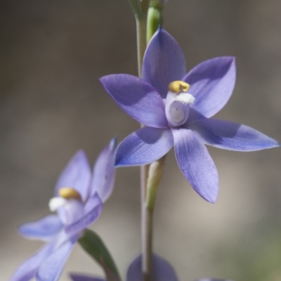 Thelymitra nuda