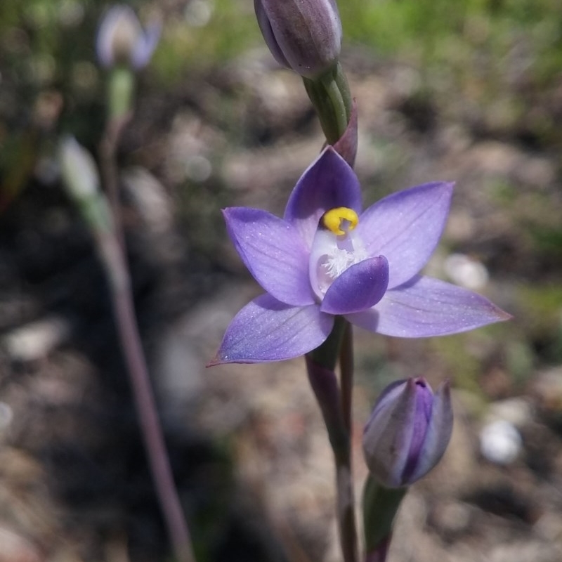 Thelymitra pauciflora