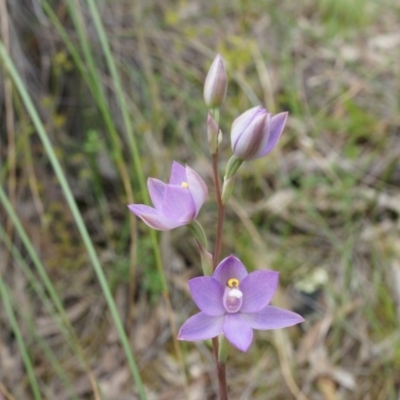 Thelymitra peniculata