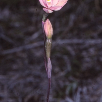 Thelymitra rubra