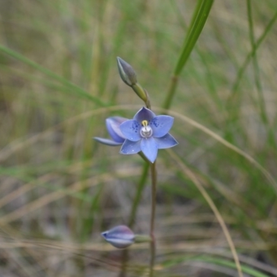 Thelymitra simulata