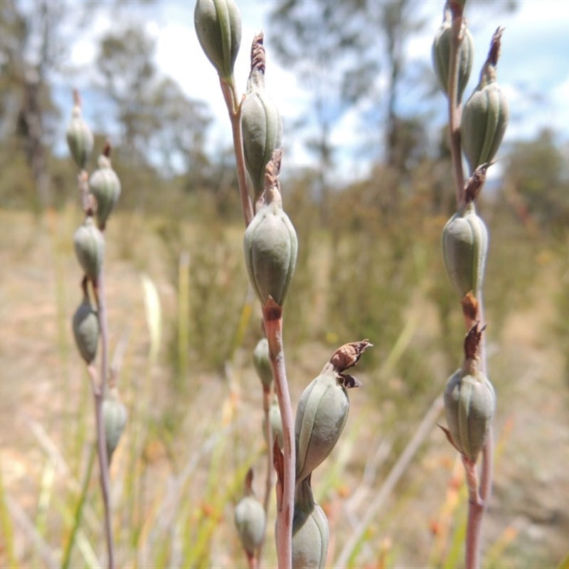 Thelymitra sp.