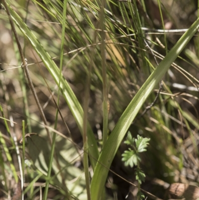 Thelymitra sp. (nuda complex)