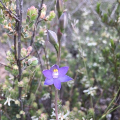 Thelymitra sp. (pauciflora complex)