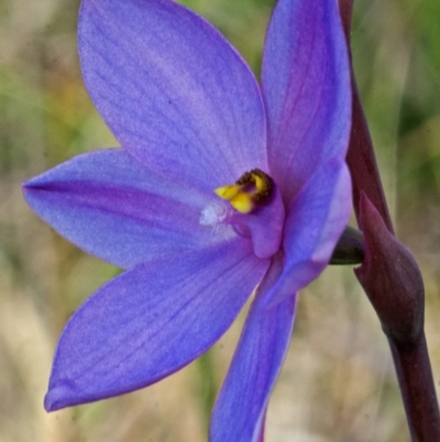 Thelymitra sp. aff. pauciflora