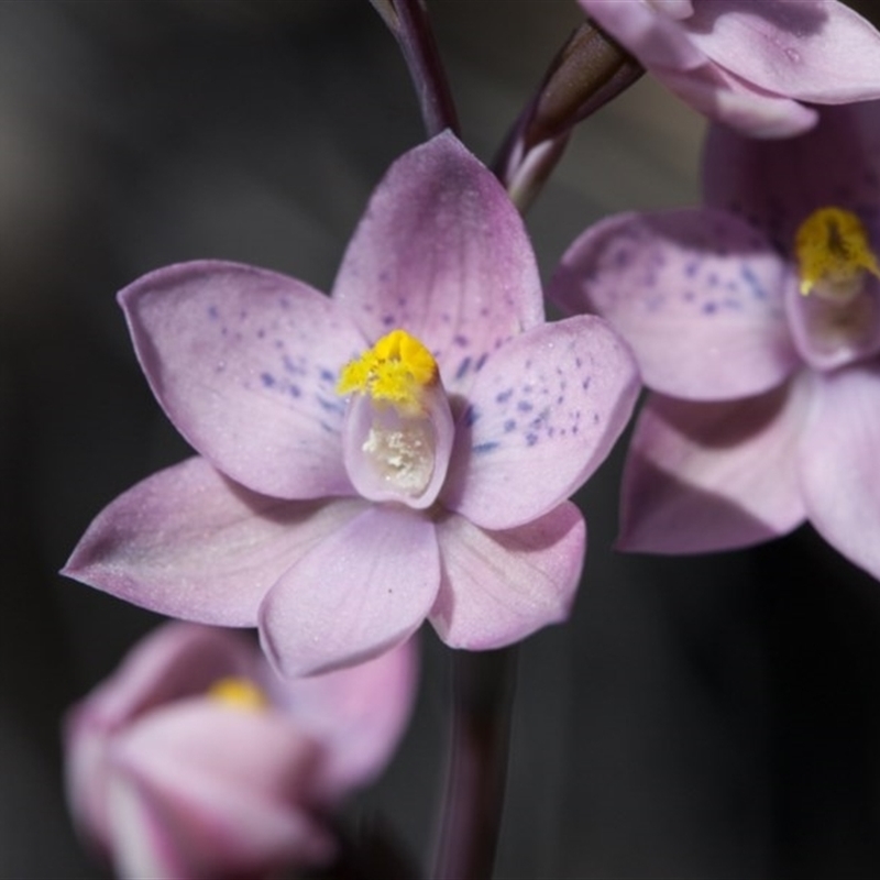 Thelymitra x irregularis