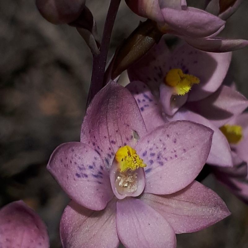 Thelymitra x irregularis