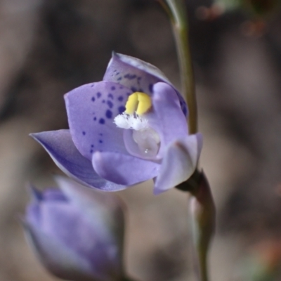 Thelymitra x truncata