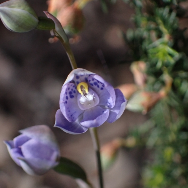 Thelymitra x truncata