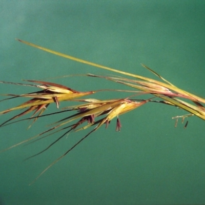 Themeda triandra