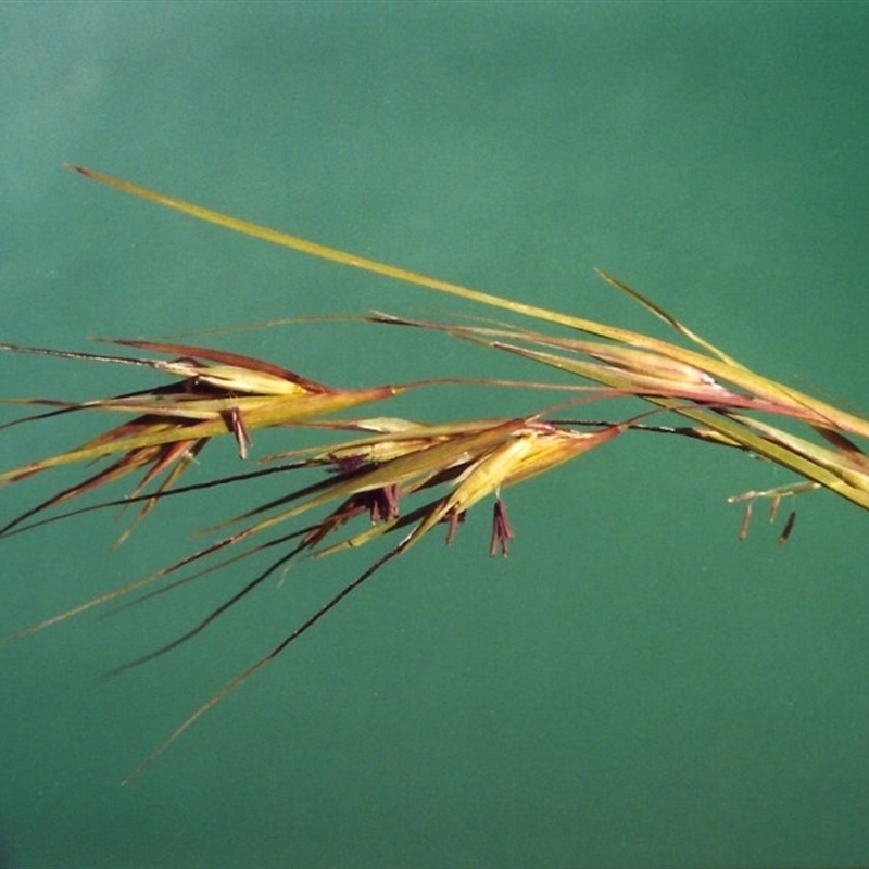 Themeda triandra