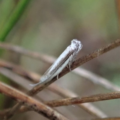 Thereutis chionozyga