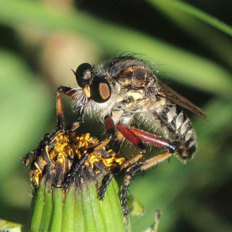 Thereutria amaraca