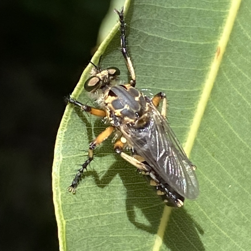 Thereutria sp. (genus)