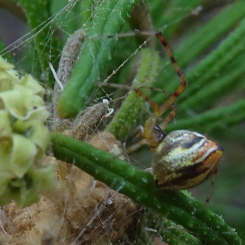 Theridion pyramidale