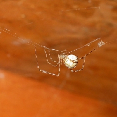 Theridion sp. (genus)