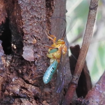 Theronia maculosa