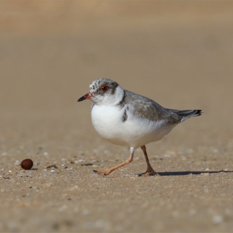 Charadrius rubricollis