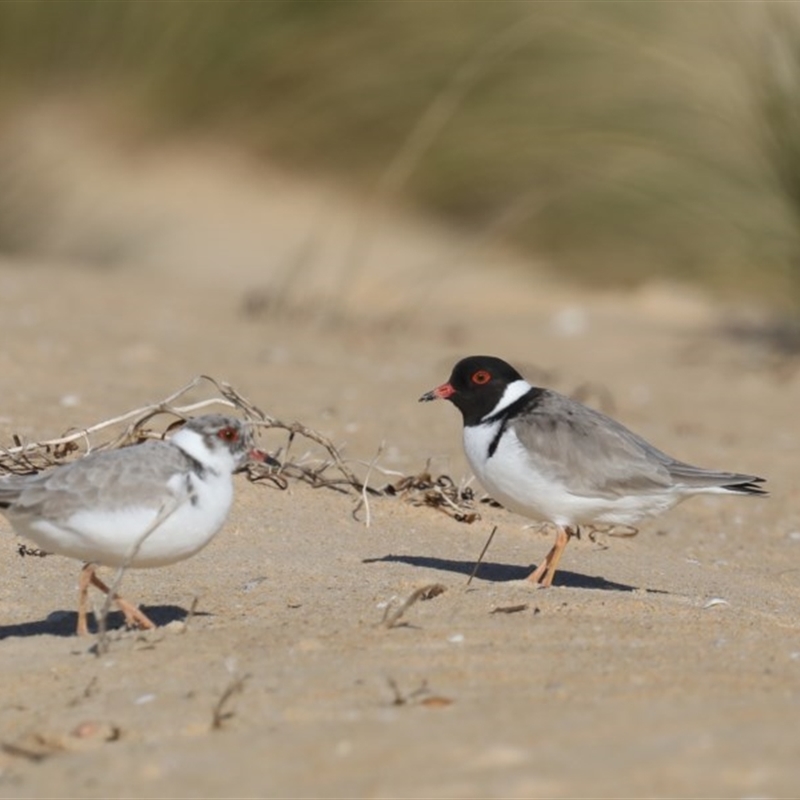 Charadrius rubricollis