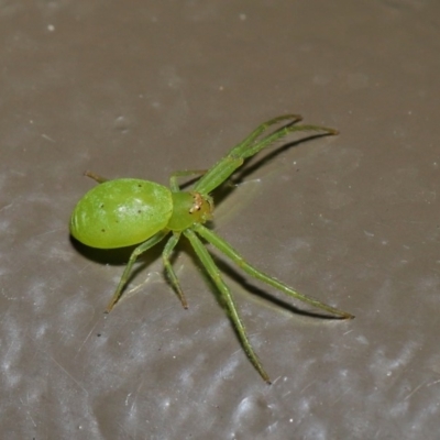 Thomisidae (family)