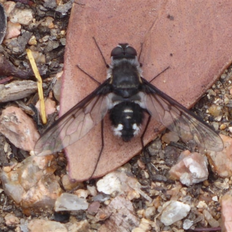 Thraxan sp. (genus)