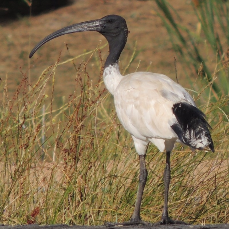 Threskiornis molucca