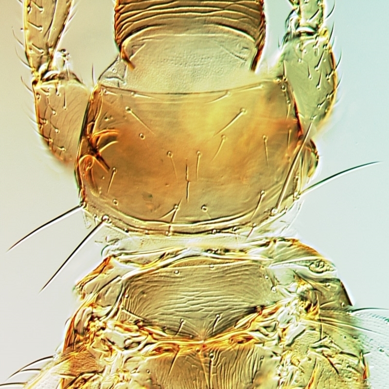 Thrips excaeletus