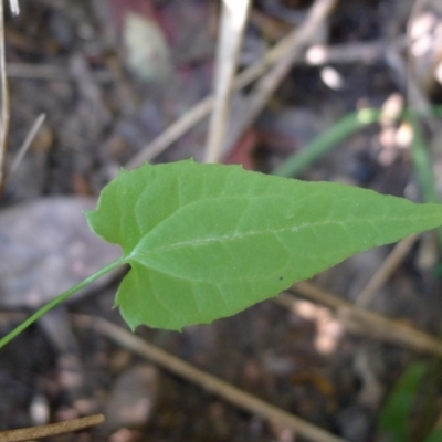 Thunbergia alata