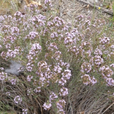 Thymus vulgaris