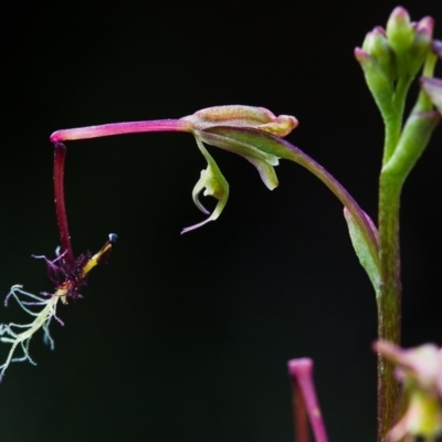 Thynninorchis huntianus