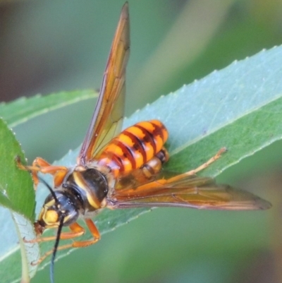 Thynnus zonatus