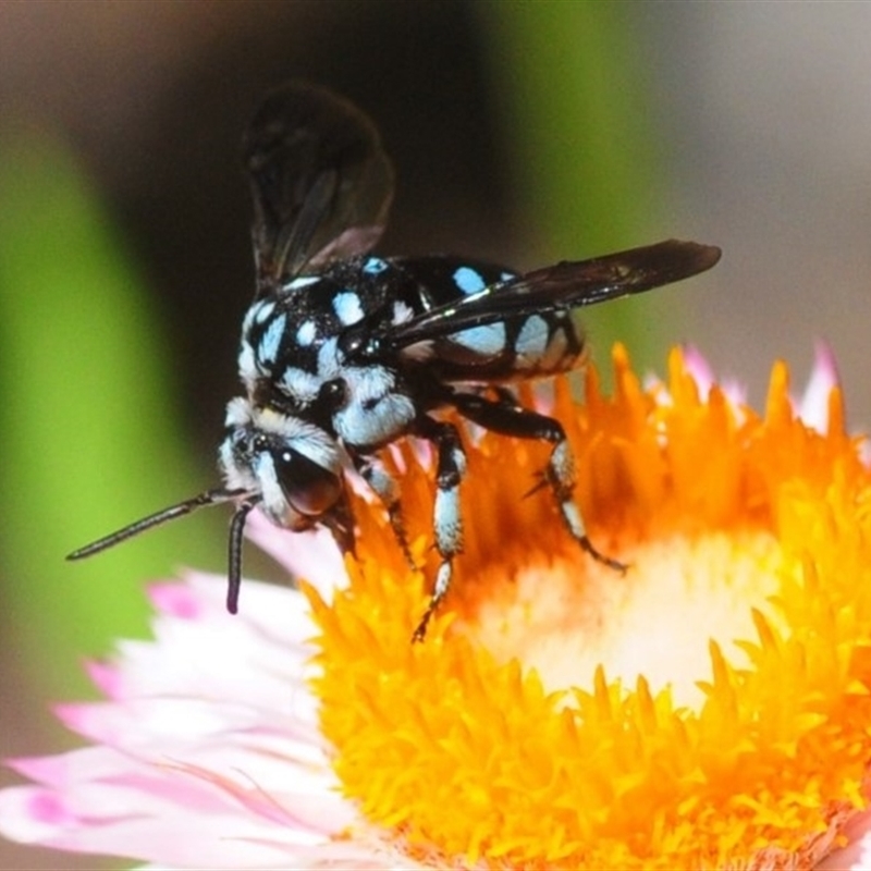 Thyreus caeruleopunctatus