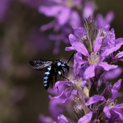 Thyreus nitidulus