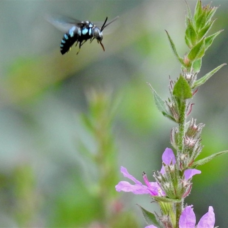 Thyreus nitidulus