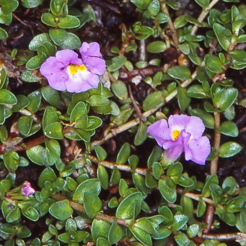 Thyridia repens