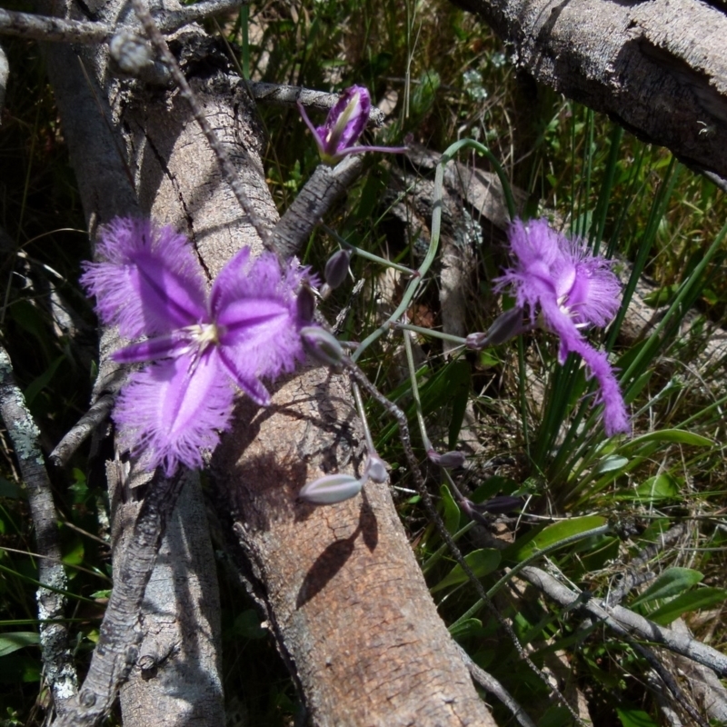 Thysanotus juncifolius