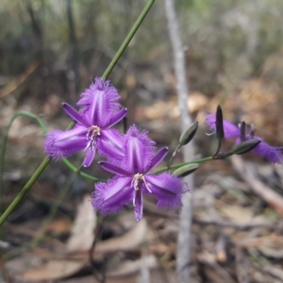 Thysanotus juncifolius