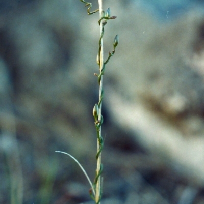 Thysanotus patersonii